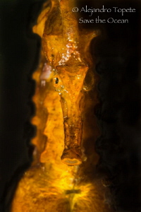 Seahorse in Black, Acapulco Mexico by Alejandro Topete 
